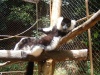 Ruffed lemur at Parc D